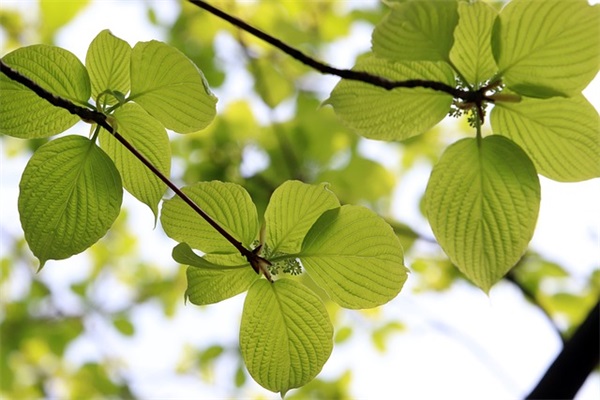 合理膳食与食品安全