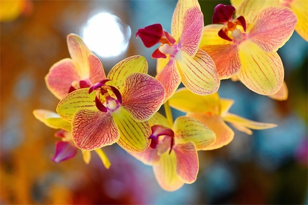 大学生公关策划书