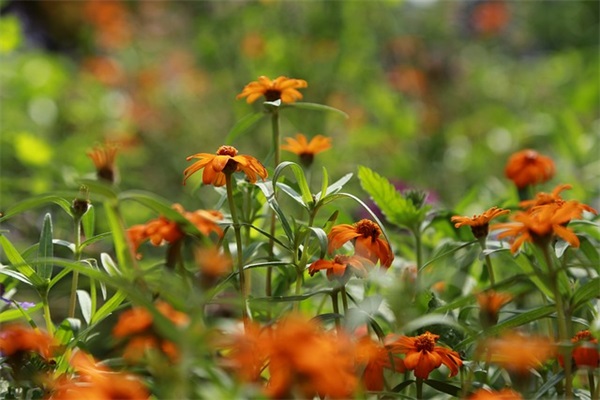 有机农业发展规划