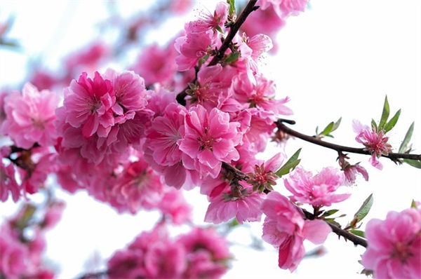 特殊教育教学论文