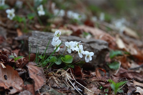 赋得古原草送别唐白居易