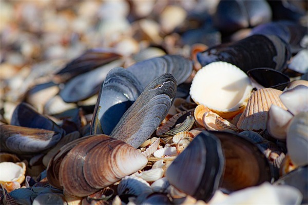 机械系统设计论文