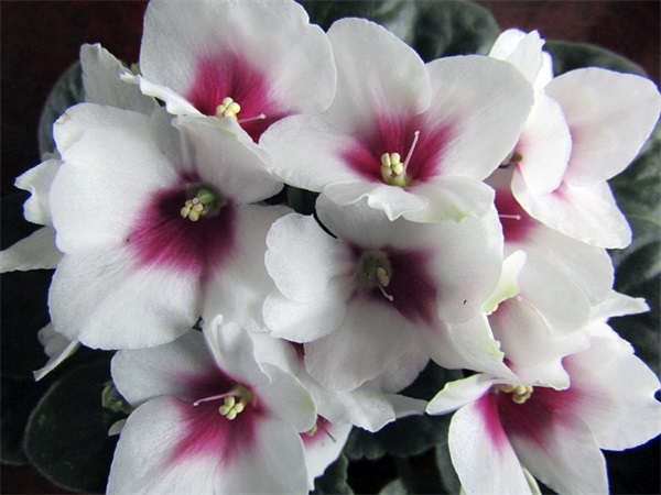 庆国庆手抄报内容