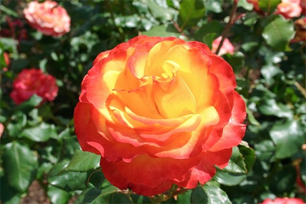 软件公司市场部职责(精选3篇)