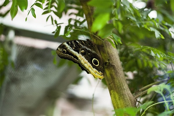 贴鼻子游戏(精选3篇)