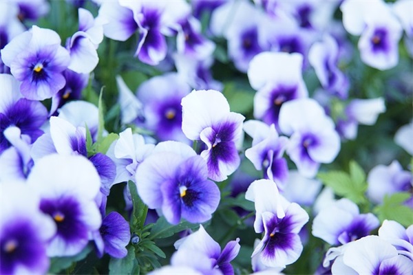 陋室铭仿写(精选6篇)