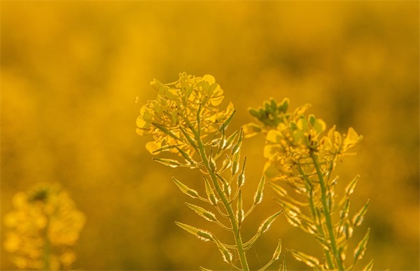 学科教研组长岗位职责(精选2篇)