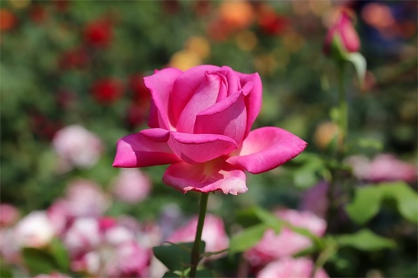 爱人备注昵称简单好听 情侣备注昵称简单好听(精选79个)