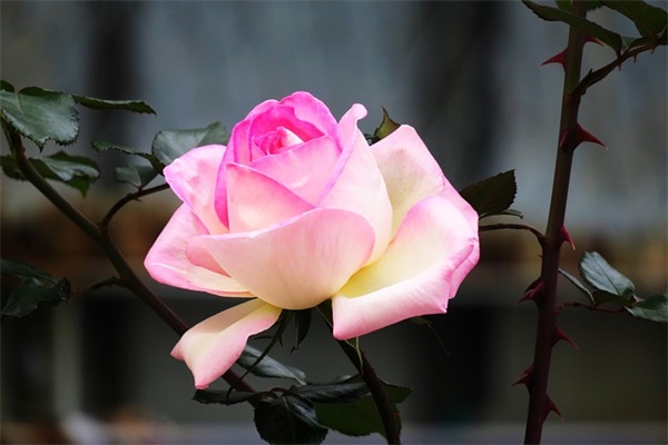 团队通用 服务口号大全字(精选48句)