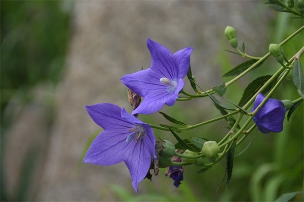 爱情里没有谁对谁错