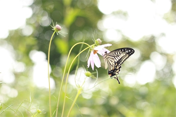 招标单位介绍信模板(精选3篇)