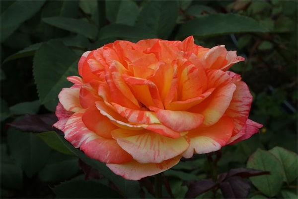 朋友圈卖睡衣的文案 睡衣广告语宣传语(精选18句)