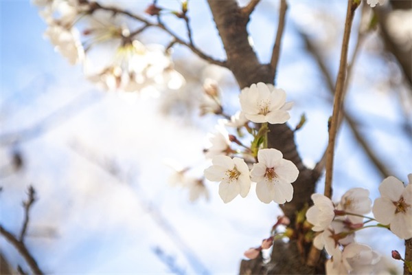 向日葵的阳光励志短句(精选27句)