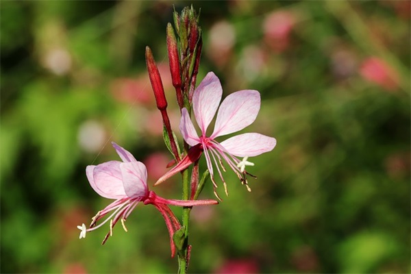 模仿腊八粥第一段写最喜欢的食物(精选3篇)