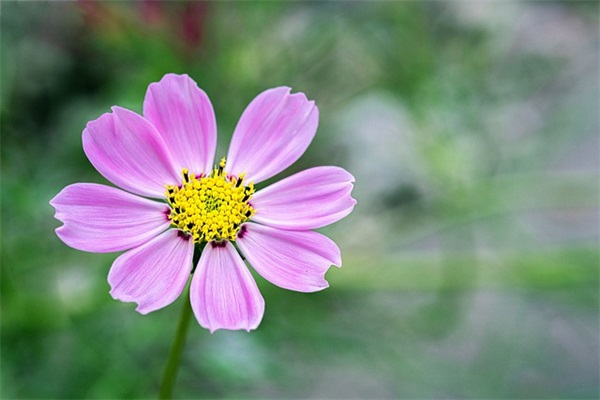 2024年简单的员工离职证明模板(精选3篇)