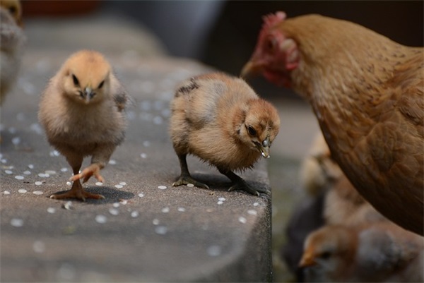 关于最吸引人的卖二手车宣传语 卖二手车朋友圈广告语