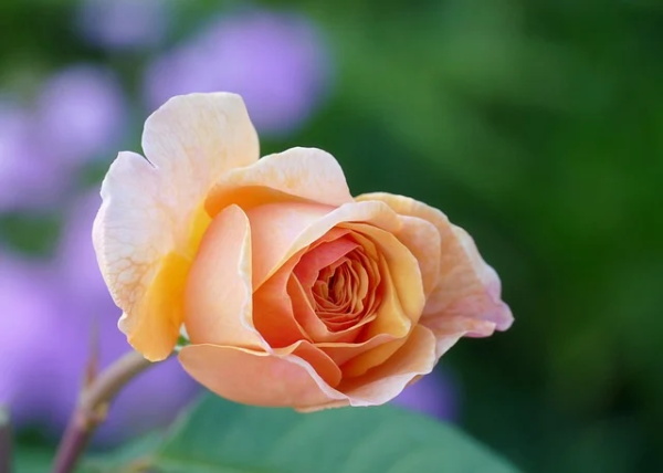 适合发风景照的文案(精选26句)