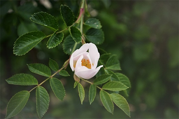 深夜给女友发的情话 半夜给女朋友发的情话