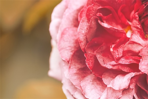 拜佛祈福简短文案(精选24句)