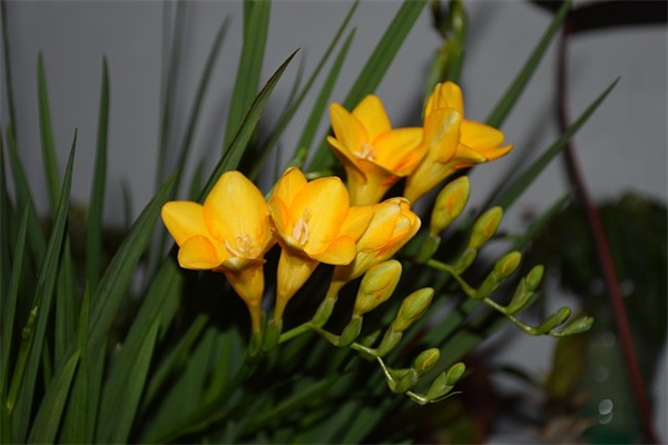 关于艾灸的朋友圈软文(精选22句)