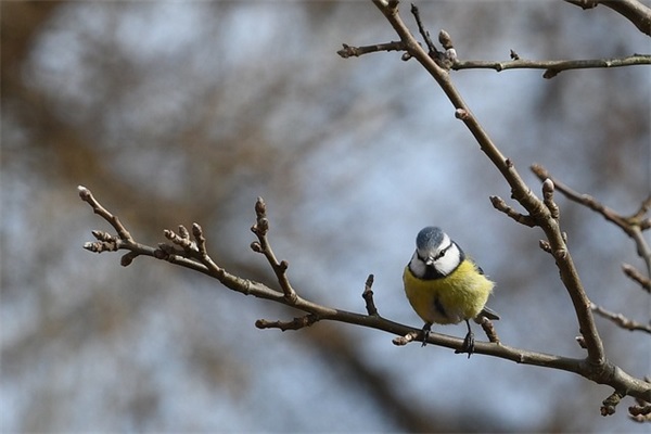 最吸引人的卖二手车宣传语 卖二手车朋友圈广告语