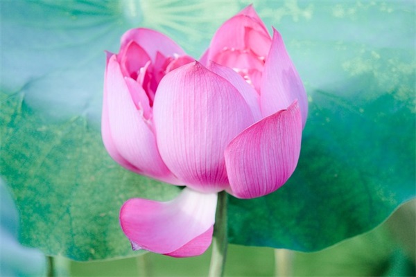 医院锦旗感谢用语大全 护士锦旗感谢用语大全