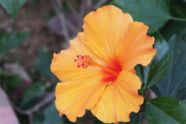 关于年会的经典短语 关于喝西北风的经典短语