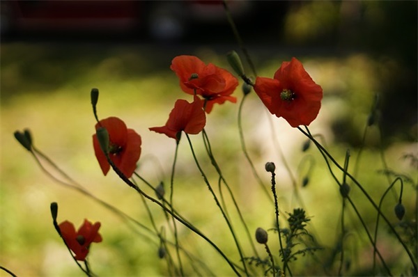 邻里之间和睦相处的格言(精选31句)