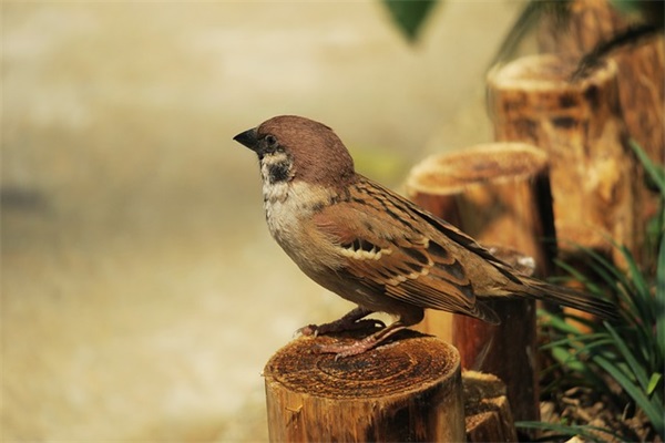 够范旳气质女人 2024年简短好听的女生快手昵称(精选59个)