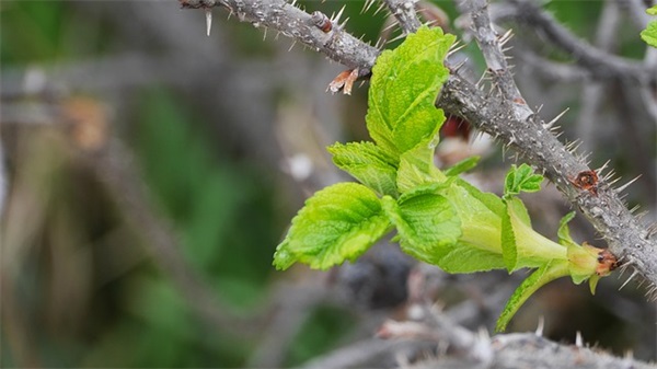 仿写艾青《绿》写白(精选3篇)