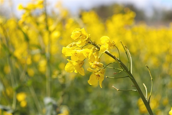 女生卖萌撒娇台词 韩语撒娇卖萌台词(精选36句)