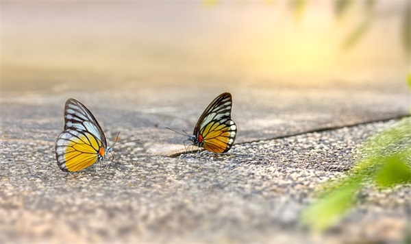 字的好句 只有字的好句(精选58句)