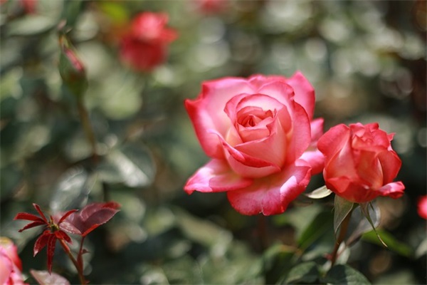 彩色的梦仿写(精选5篇)