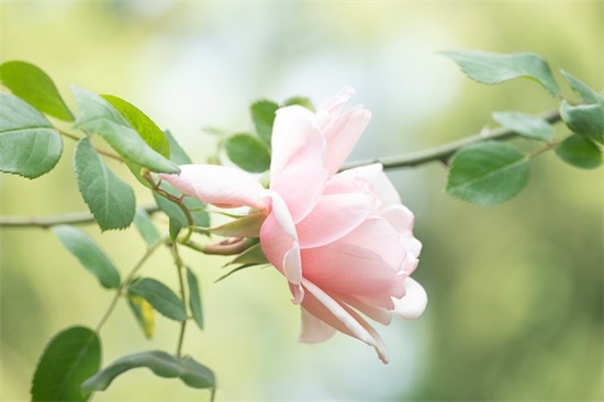 给自己写座右铭 给自己写一句座右铭(精选24句)