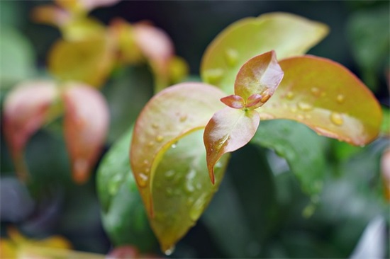 有关贾宝玉的歇后语 贾宝玉住小西屋歇后语