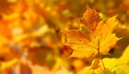 姓张的男孩qq网名