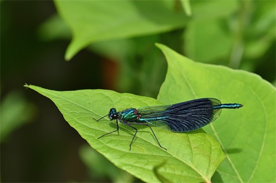 兄弟五人的QQ网名