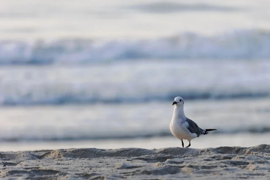 可爱而又唯美的网名