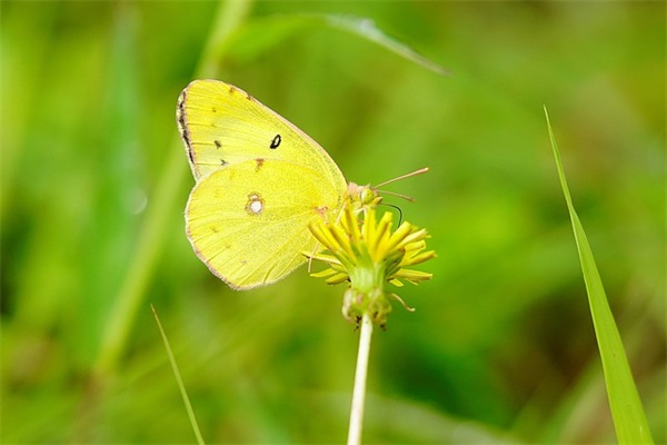 《我升大班了》教案