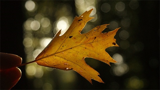 彼岸花的个性网名女生