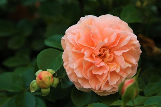 qq网名小超拽可爱