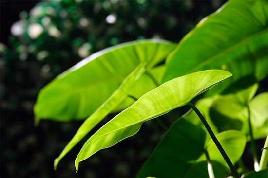 简单四人姐妹网名