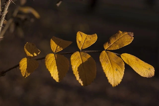 幼儿园小朋友给爸爸父亲节的祝福语