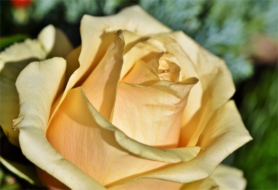 小满祝福语录大全