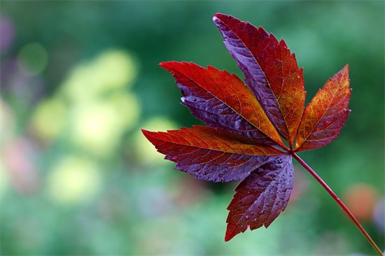 感恩生日的祝福语54句