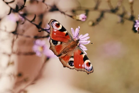 与二月二相关的民间习俗(2025年二月二龙抬头祝福语)