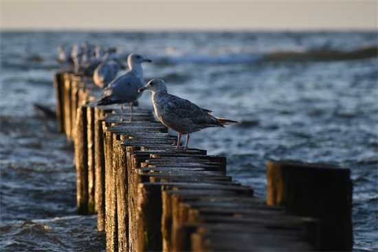 生日祝福语哥哥65句
