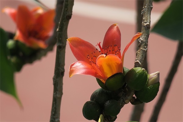 暧昧之心qq网名女生(236个)