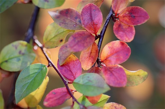 教师节感恩老师的句子祝福语2025