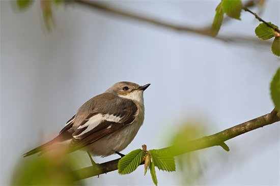 史铁生语录79句